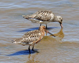 Bar-tailed Godwits - Limosa lapponica © John Muddeman